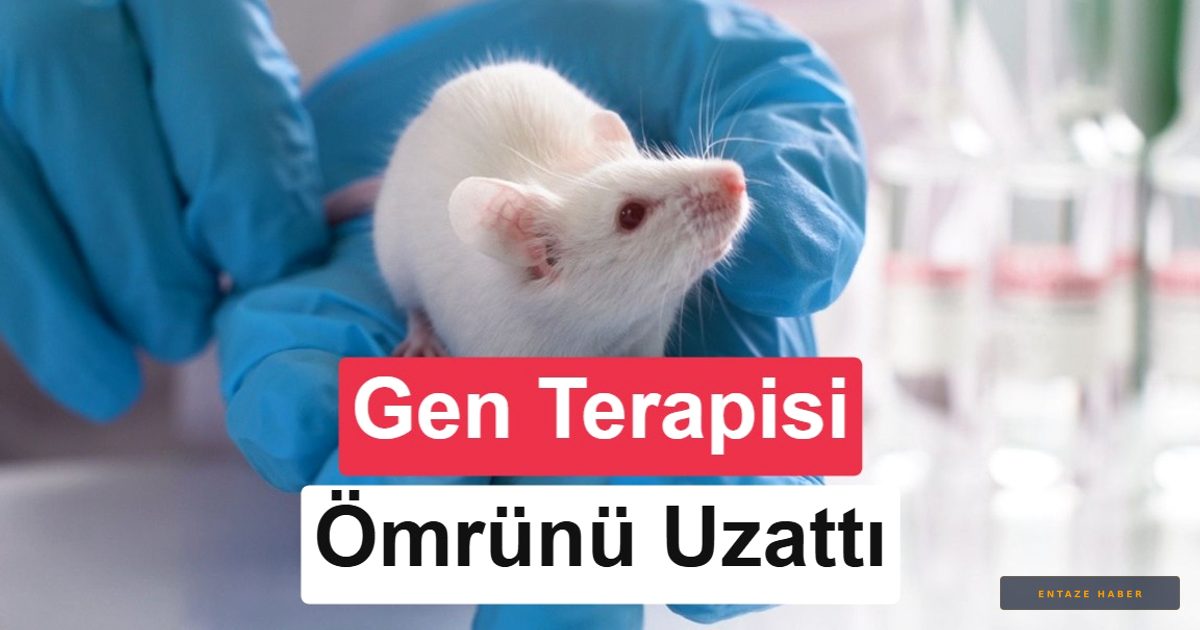 Yaşlanmaya Dur Diyecek Devrim: Tek Doz Gen Terapisi Ömrü Uzatıyor